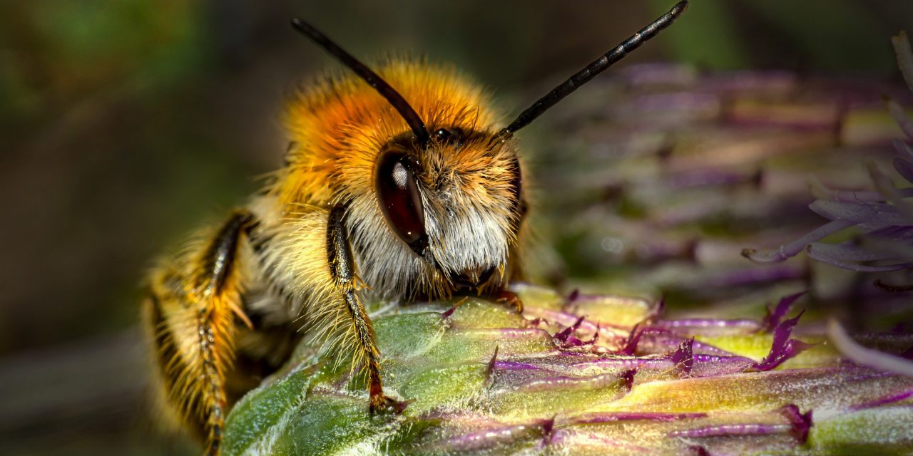 The Top 10 Most Common Insects in North America