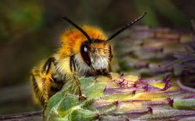 The Top 10 Most Common Insects in North America