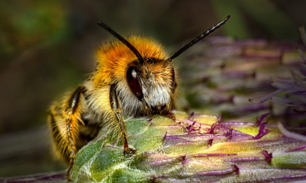 The Top 10 Most Common Insects in North America