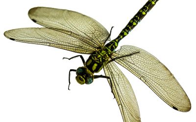 Why Do Some Insects Have Two Pairs Of Wings And Some Have Only One Pair?