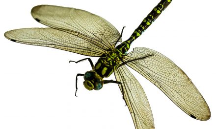 Why Do Some Insects Have Two Pairs Of Wings And Some Have Only One Pair?