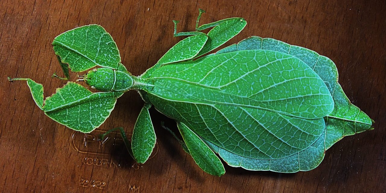 Do leaf Insects Bite or Sting?