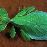 Do leaf Insects Bite or Sting?