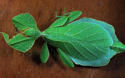 Do leaf Insects Bite or Sting?