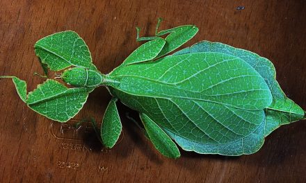 Do leaf Insects Bite or Sting?