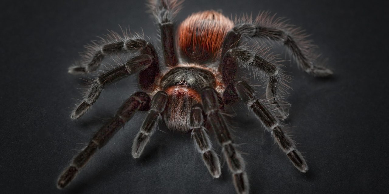 Why Do Female Spiders Eat Male Spiders?