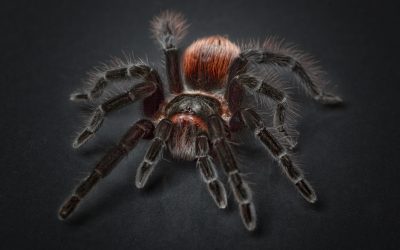 Why Do Female Spiders Eat Male Spiders?