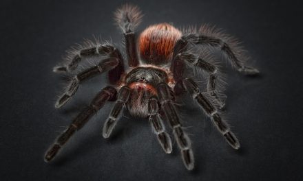 Why Do Female Spiders Eat Male Spiders?