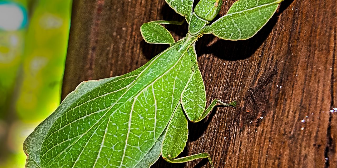 Why Do Leaf Insects Look Exactly Like Leaves?