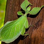 Why Do Leaf Insects Look Exactly Like Leaves?