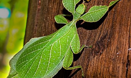 Why Do Leaf Insects Look Exactly Like Leaves?