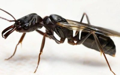 Do Flying Ants Bite?