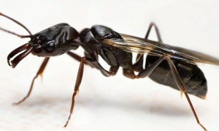 Do Flying Ants Bite?