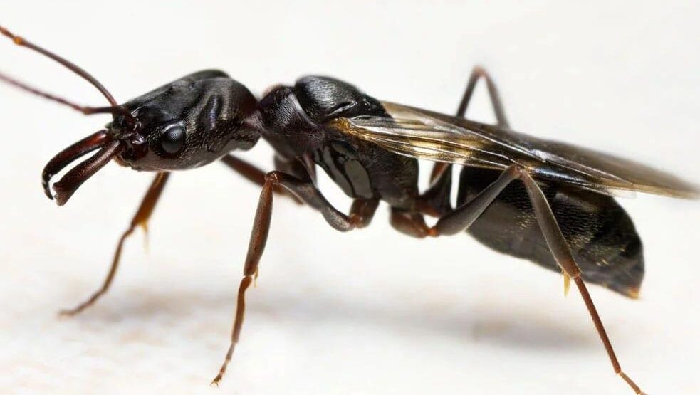 Do Flying Ants Bite?