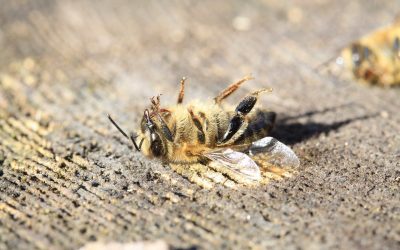 Why Do Insects Turn Over When They Die?