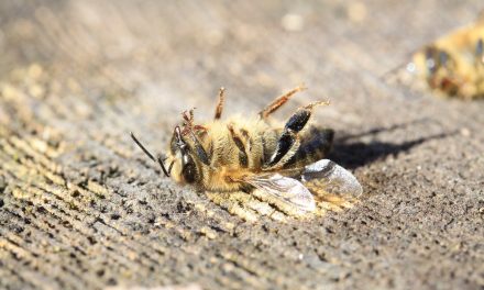 Should I Feel Bad When I Step On Bugs?