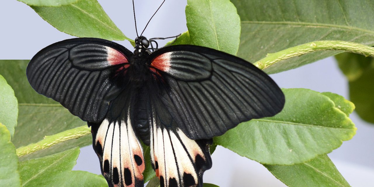 Which Insects Can Hear?