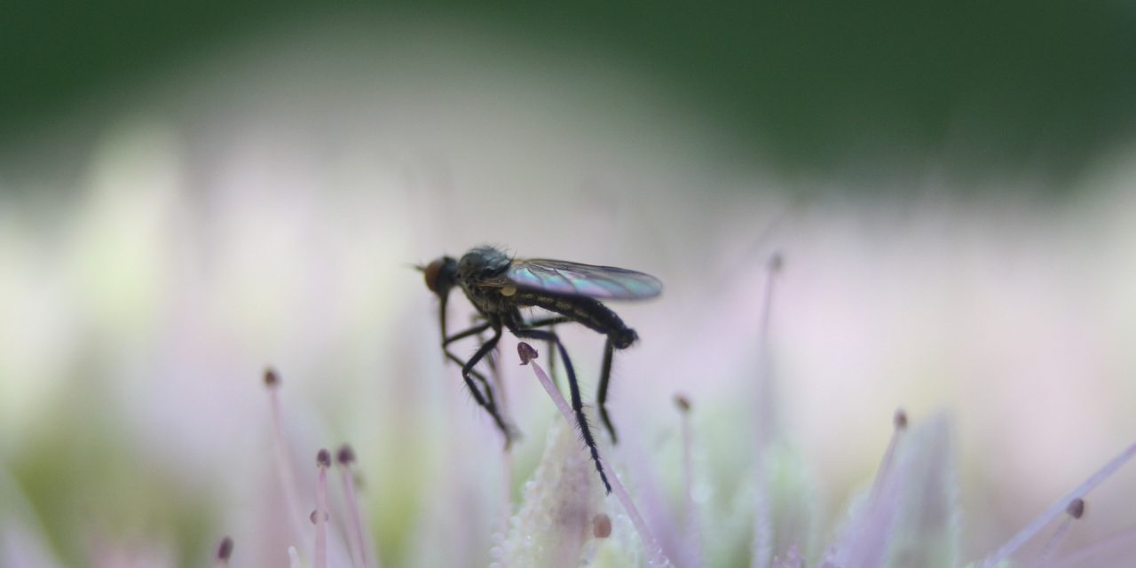 How Many Times Will One Mosquito Bite in Her Lifetime?