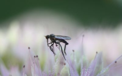 How Many Times Will One Mosquito Bite in Her Lifetime?