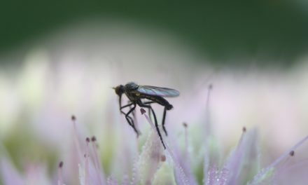 How Many Times Will One Mosquito Bite in Her Lifetime?