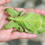 Why Are My Leaf Insects Dying?