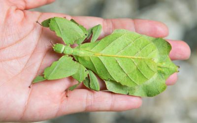 Why Are My Leaf Insects Dying?