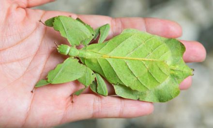 Why Are My Leaf Insects Dying?