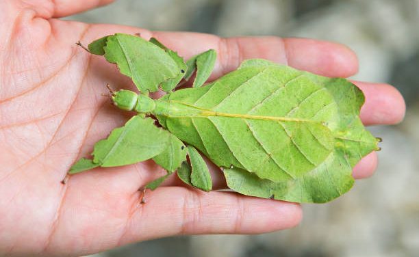 Why Are My Leaf Insects Dying?