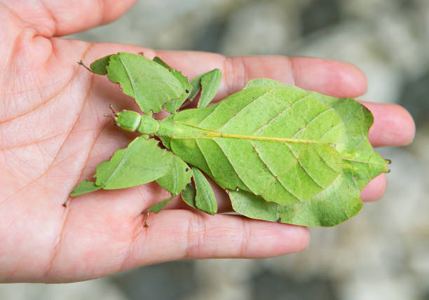 Why Are My Leaf Insects Dying?