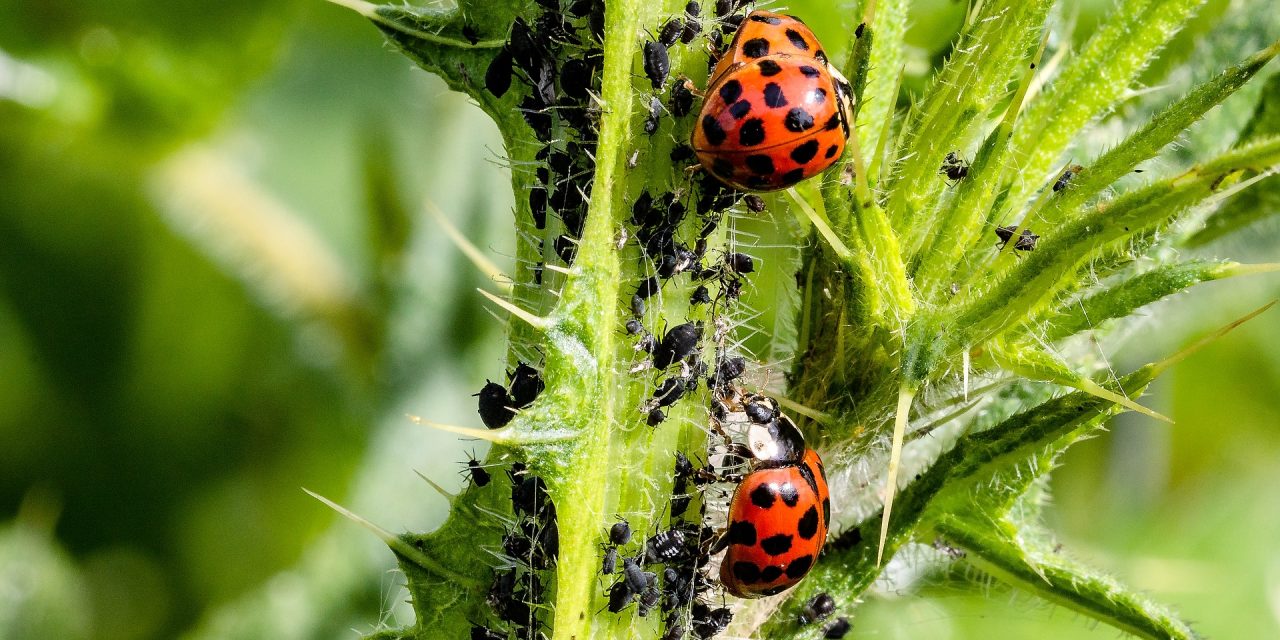 The Role of Insects in Agriculture: How They Help and Hurt Crops