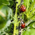 The Role of Insects in Agriculture: How They Help and Hurt Crops