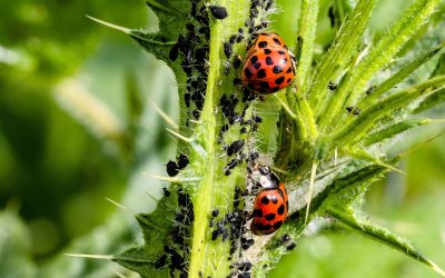 The Role of Insects in Agriculture: How They Help and Hurt Crops