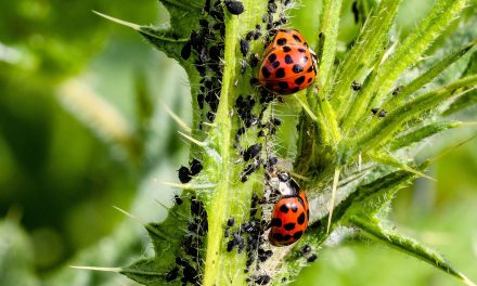 The Role of Insects in Agriculture: How They Help and Hurt Crops