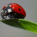 Are Ladybugs Harmful?