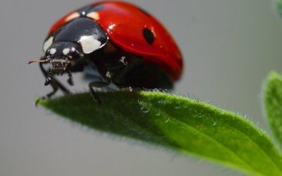 Are Ladybugs Harmful?