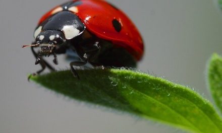 Are Ladybugs Harmful?