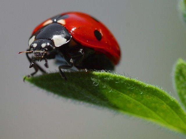 Are Ladybugs Harmful?