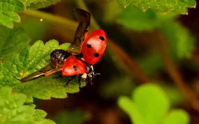 Do Ladybugs Bite Or Sting?