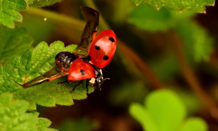 Do Ladybugs Bite Or Sting?