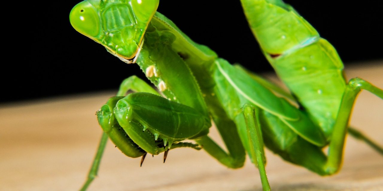 Why Does A Female Praying Mantis Bite The Head Off Its Mate?