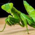 Why Does A Female Praying Mantis Bite The Head Off Its Mate?