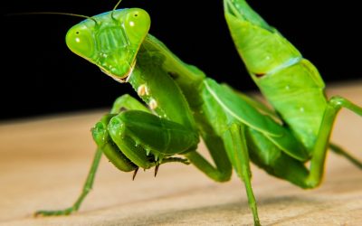 Why Does A Female Praying Mantis Bite The Head Off Its Mate?