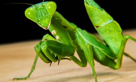 Why Does A Female Praying Mantis Bite The Head Off Its Mate?