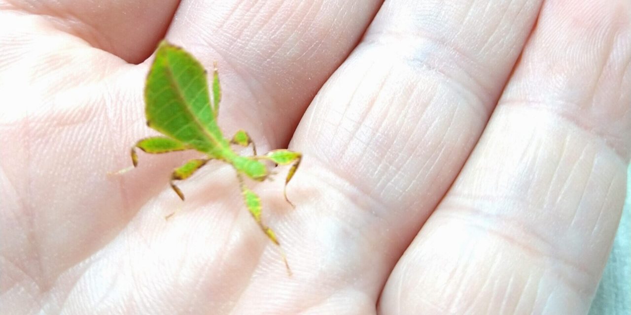 Wanting To Start Keeping Leaf Insects