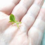 Wanting To Start Keeping Leaf Insects