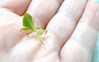 Wanting To Start Keeping Leaf Insects