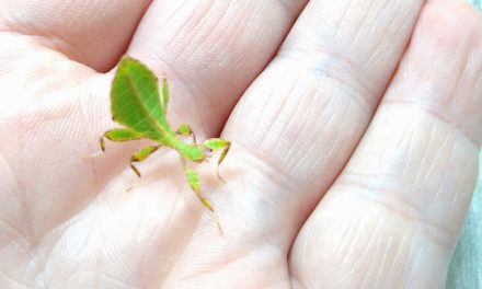 Wanting To Start Keeping Leaf Insects