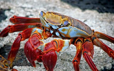 Are Shrimps And Lobsters Insects?