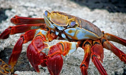 Are Shrimps And Lobsters Insects?