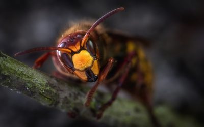 What Insects Are Not Safe To Pick Up